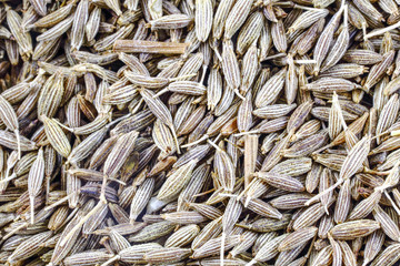 Cumin seed spice