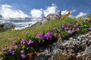 Flowering slope in the valley of Gavarnie