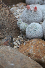 笑顔のサボテン