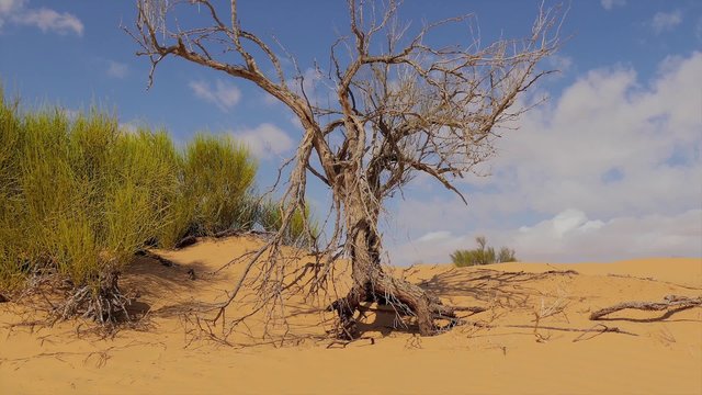 Sahara Landscape, Dunes and a Withered Tree
