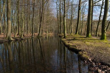 Fototapeta na wymiar pond in forest