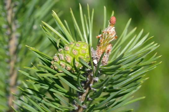 Pine cone on a branch, macro