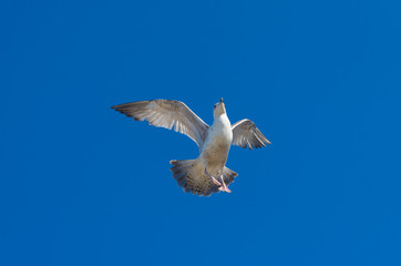 seagull against blue sky