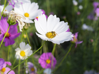 Bee and cosmos1