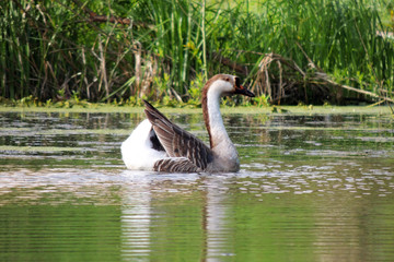 Goose in the pond
