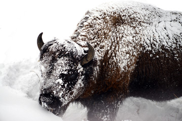 Yellowstone American Bison © Paul Moore