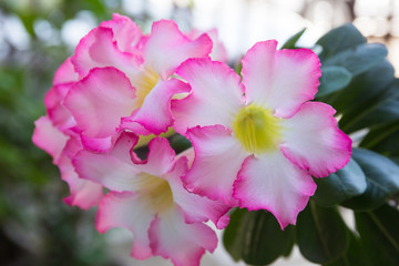 pink impala lily flower