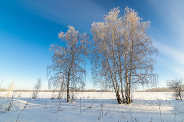 заснеженные березы в поле, Россия, Урал