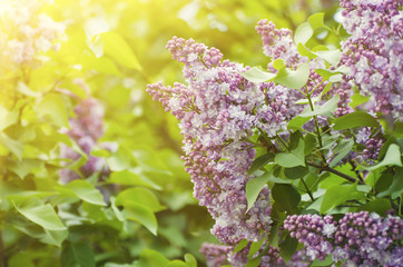 Branch of lilac flowers