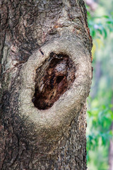 Obraz premium Landscape trees