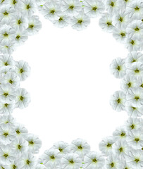 Fototapeta na wymiar petunia flowers isolated on white background