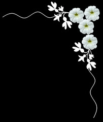 White flowers isolated on a black background. Frame.