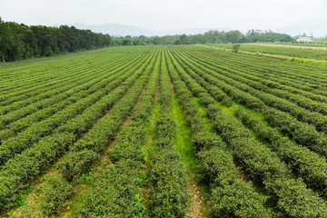 Fototapeta na wymiar Green tea farm