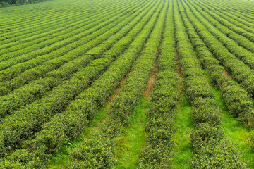 Fototapeta na wymiar Fresh green tea plantation