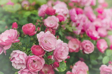 Vintage rose flower