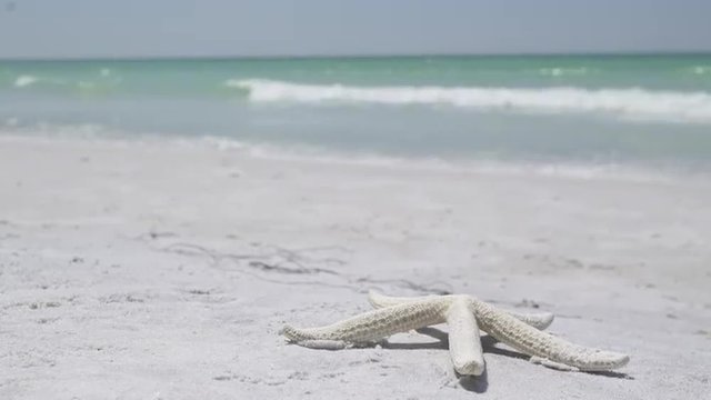 A starfish lies on the shore of a beautiful vacation resort.