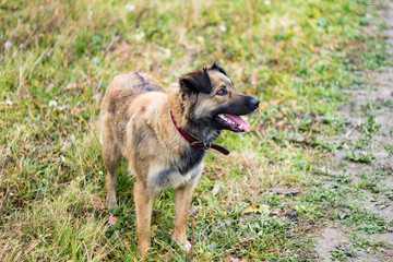 Happy Dog in countryside field