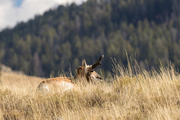 Bedded Pronghorn Antelope Buck