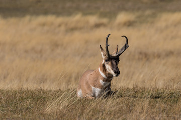 Bedded Pronghorn Antelope Buck