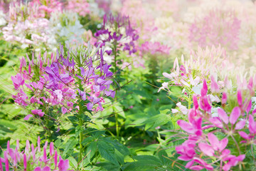 Obraz premium Spider flower (Cleome spinosa Jacq).