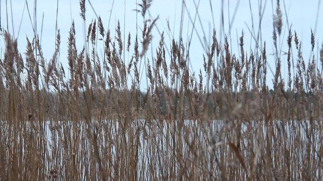 Schilf im Wind
