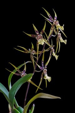 Orchid Brassia isolated on black background