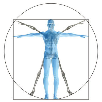 Vitruvian human or man conceptual 3d proportion anatomy body