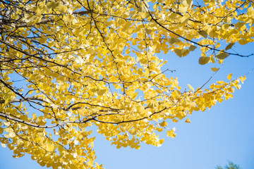 Bright yellow color leaves on ginkgo tree
