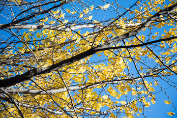 Bright yellow color leaves on ginkgo tree
