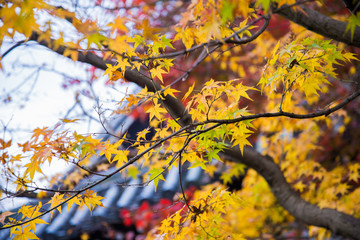 Yellow color leaves on maple tree