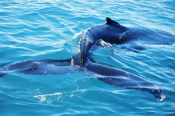 Obraz premium Humpback Whale Swimming in Crystal Clear Waters.