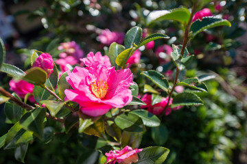 Beautiful small flower in Japan