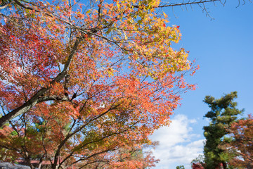 Colorful leaves on maple tree in garden