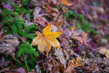 Dried colorful maple leaves on ground