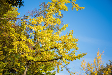 Bright yellow color leaves on ginkgo tree
