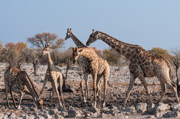 Giraffen am Wasserloch; Etosha-Nationalpark; Namibia