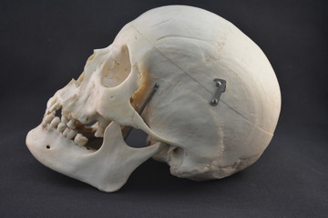 echter menschlicher Schädel