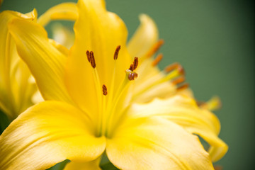 Yellow lilly flower