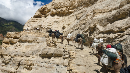 Caravan in the mountains, Upper Mustang