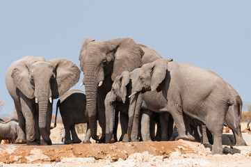 Fototapeta premium Elefanten am Wasserloch im Etosha-Nationalpark; Namibia