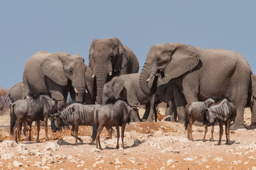 Elefanten und Gnus am Wasserloch im Etosha-Nationalpark; Namibia