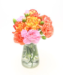 カーネーション