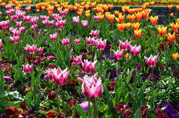 Viele Tulpen blühen im Park zweifarbig