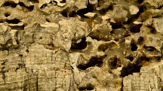 Kork, Nahaufnahme der Au&szlig;enseite der Rinde mit Kamerafahrt
