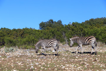 Naklejka na ściany i meble Beautiful zebra in Natural bridge wildlife range