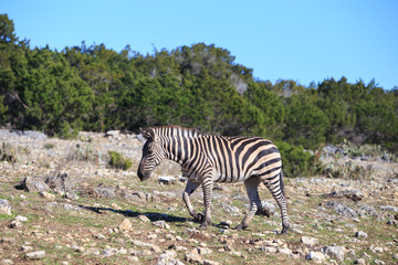 Fototapeta na wymiar Beautiful zebra in Natural bridge wildlife range