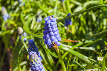 Close up view of Grape Hyacinth with bee