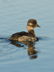 Hen Bufflehead