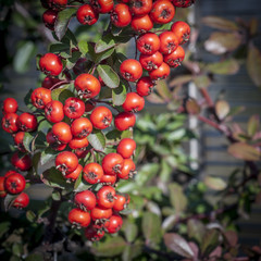 Red fruits on the branch