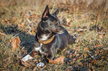 Meditative dog